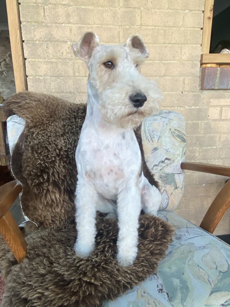 A groomed wire fox terrier on a patio chair outside the salon